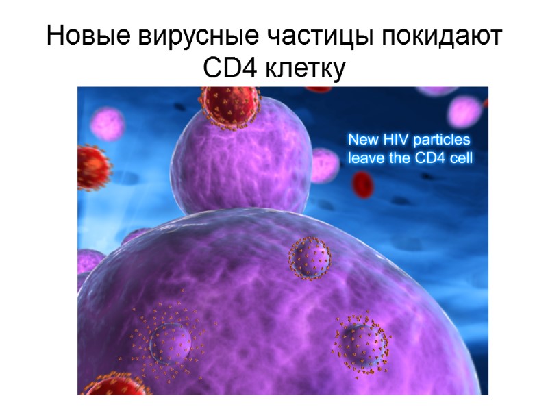 Новые вирусные частицы покидают CD4 клетку